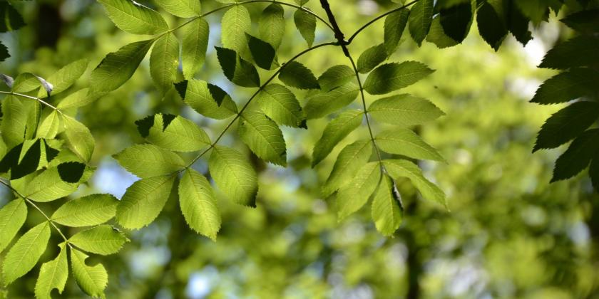 baum, blätter, esche, natur, wald, grün, licht, gegenlicht, gefiedert, sonne, wandern